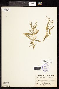 Epilobium palustre image