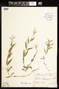 Epilobium palustre image