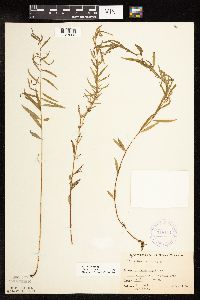 Epilobium palustre image