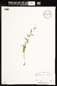 Epilobium palustre image