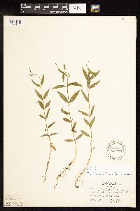 Epilobium palustre image
