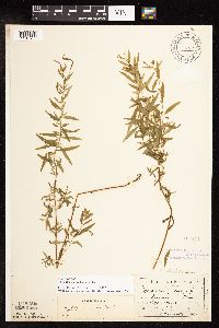 Epilobium palustre image