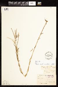 Epilobium palustre image