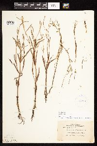 Epilobium palustre image