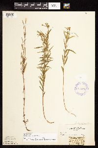 Epilobium palustre image