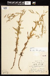Epilobium palustre image