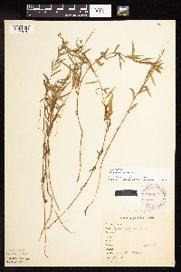 Epilobium palustre image