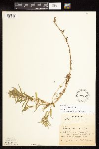 Epilobium palustre image