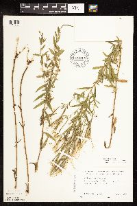 Epilobium densum image
