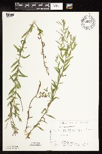 Epilobium densum image