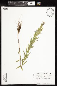 Epilobium densum image