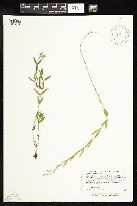 Epilobium densum image