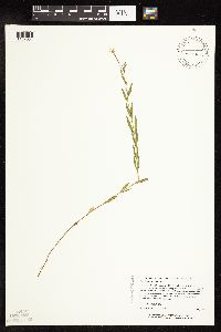 Epilobium densum image