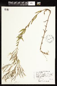 Epilobium densum image