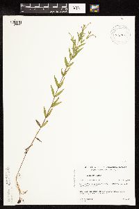 Epilobium densum image