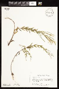 Epilobium densum image