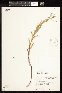 Epilobium densum image