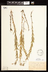 Epilobium densum image