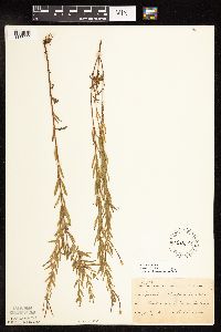 Epilobium densum image