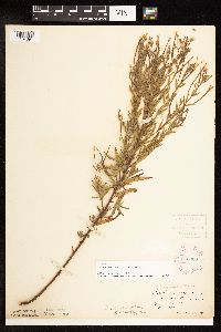 Epilobium densum image