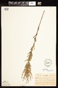 Epilobium densum image