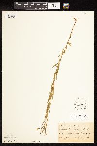 Epilobium densum image
