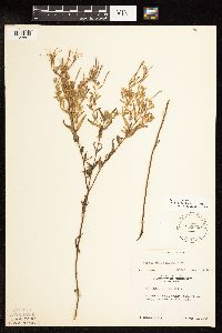 Epilobium densum image