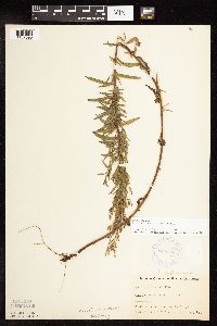 Epilobium densum image