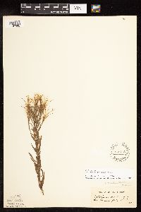 Epilobium densum image