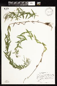 Epilobium densum image