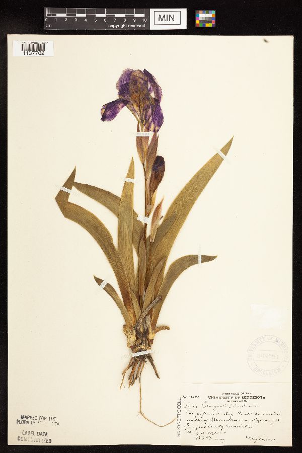 Iris pallida image