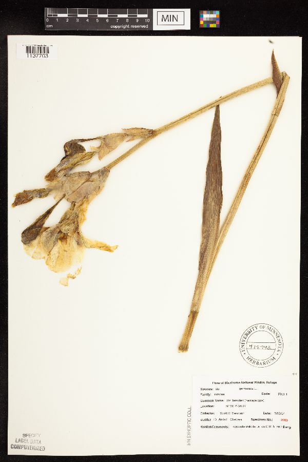 Iris germanica image