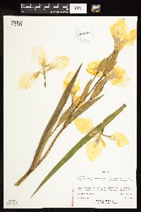 Iris pseudacorus image