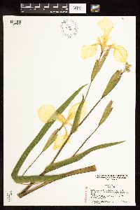 Iris pseudacorus image
