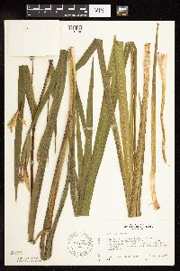 Iris pseudacorus image