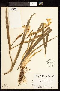 Iris pseudacorus image