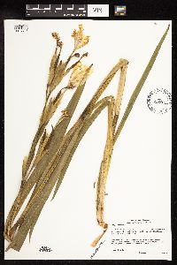 Iris pseudacorus image