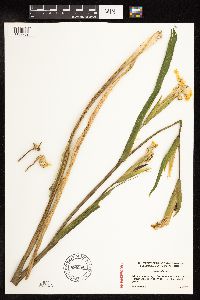 Iris pseudacorus image