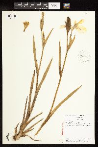 Iris pseudacorus image