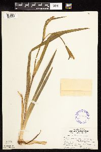 Iris pseudacorus image