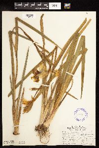 Iris pseudacorus image