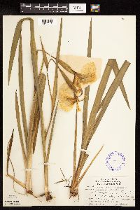 Iris pseudacorus image