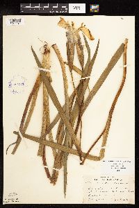 Iris pseudacorus image