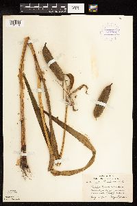 Iris pseudacorus image