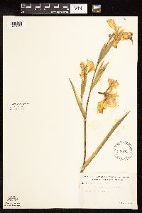 Iris pseudacorus image