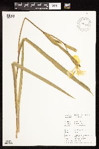 Iris pseudacorus image