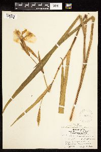 Iris pseudacorus image