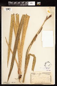 Iris pseudacorus image