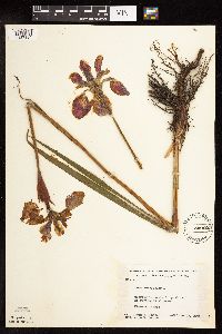 Iris versicolor image