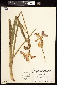 Iris versicolor image